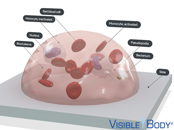 3d-blood-cell-monocyte-pseudopodia-logo